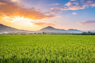 Phrao 1 Scaled