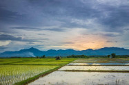 Phrao 3 Scaled