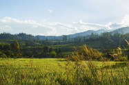 Wiang Haeng 7 Scaled
