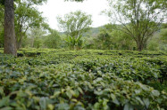 Araksa Tea Garden 12