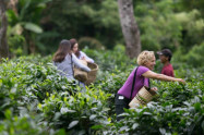 Araksa Tea Garden 3