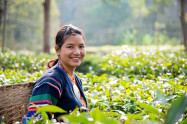 Araksa Tea Garden 6