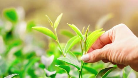 Araksa Tea Garden