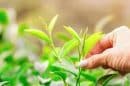 Araksa Tea Garden Scaled E1574949027522