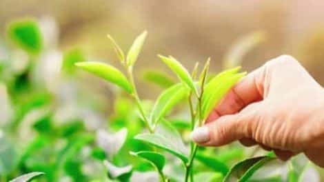 Araksa Tea Garden Scaled E1574949027522
