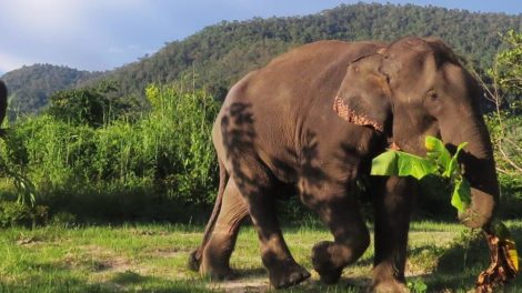 Blue Daily Elephant Care