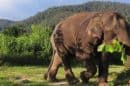 Blue Daily Elephant Care 10 1 E1575003443160