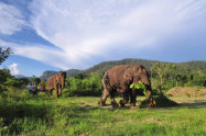 Blue Daily Elephant Care 10