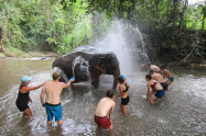 Blue Daily Elephant Care 13