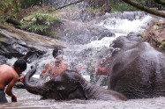 Blue Daily Elephant Care 5