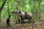 Blue Daily Elephant Care 6
