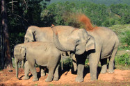 Blue Daily Elephant Care 7