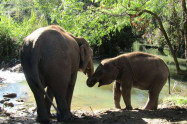 Blue Daily Elephant Care 8