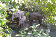 Blue Daily Elephant Care 9