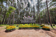 Bo Kaeo Pine Tree Garden 3 Scaled