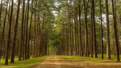 Bo Kaeo Pine Tree Garden