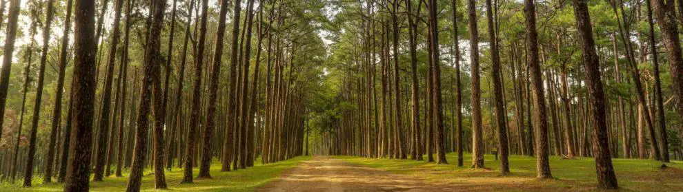 Bo Kaeo Pine Tree Garden