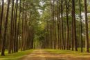 Bo Kaeo Pine Tree Garden 9 Scaled E1574953208944