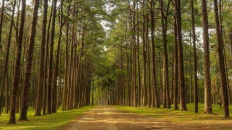 Bo Kaeo Pine Tree Garden 9 Scaled E1574953208944