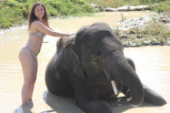 Chiang Mai Elephant Legend 13