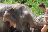 Chiang Mai Elephant Legend 2