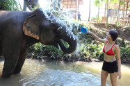 Chiang Mai Elephant Legend 7