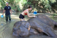 Chiang Mai Elephant Legend 8