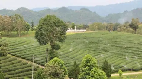 Choui Fong Tea Plantation