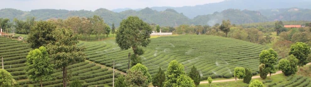 Choui Fong Tea Plantation