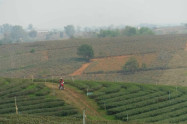 Choui Fong Tea Plantation 3 1
