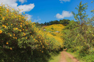 Doi Hua Mae Kham 6 Scaled