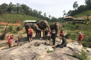 Doi Inthanon Elephant Park 2
