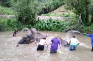Doi Inthanon Elephant Park 3