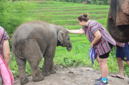 Doi Inthanon Elephant Park 7