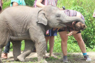 Doi Inthanon Elephant Park 8