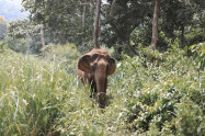 Elephant Discovery Chiang Mai 10