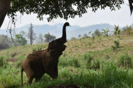 Elephant Discovery Chiang Mai 2