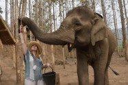Elephant Discovery Chiang Mai 3