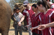 Elephant Discovery Chiang Mai 4