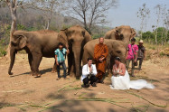 Elephant Discovery Chiang Mai 6