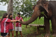 Elephant Discovery Chiang Mai 7