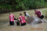 Elephant Discovery Chiang Mai 8