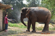 Elephant Discovery Chiang Mai 9