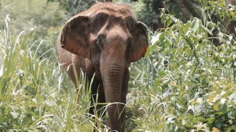 Elephant Discovery Chiang Mai