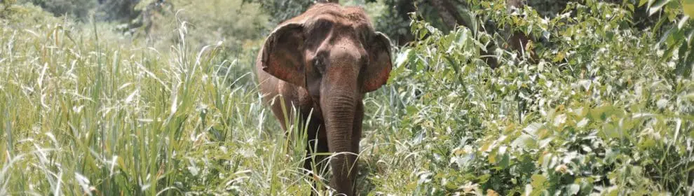 Elephant Discovery Chiang Mai