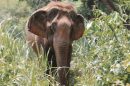 Elephant Discovery Chiang Mai E1575002351334