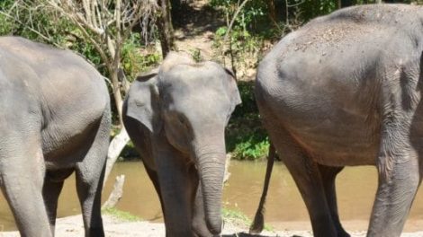 Elephant Dream Valley 7 E1575008332572