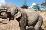 Elephant Family Sanctuary 1 1