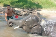 Elephant Family Sanctuary 10