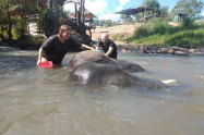 Elephant Family Sanctuary 4